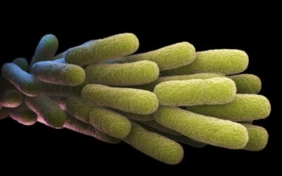 Bacterias – Legionella