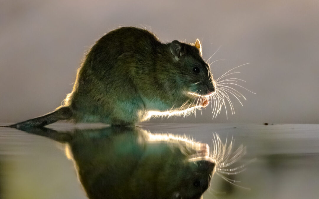 Cálculo estimado de ratas por habitante en España